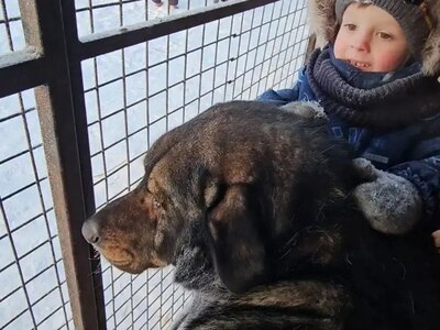 На фото ребенок с собакой